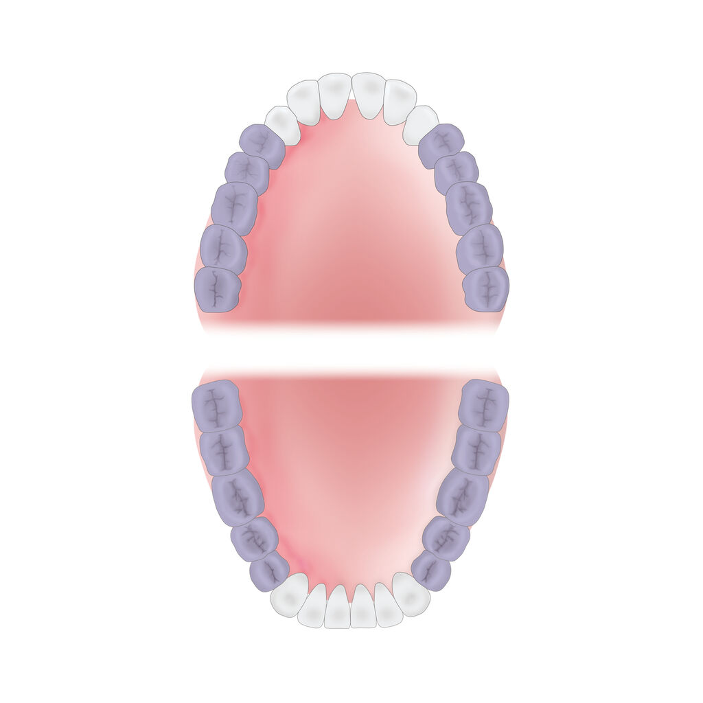 mouth-area-molars Young Innovations